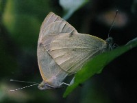 Large Cabbage Whites