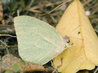 Mottled Emigrant with spider