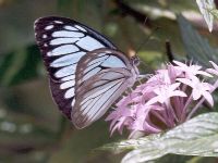 Common Wanderer