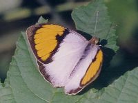 White Orange Tip