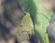 White Orange Tip