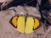 Yellow Orange Tip