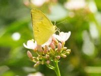 Yellow Orange Tip
